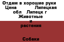 Отдам в хорошие руки › Цена ­ 1 000 - Липецкая обл., Липецк г. Животные и растения » Собаки   